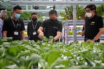 LATIHAN DALAM DUNIA SEBENAR: Dr Mohamad Maliki Osman (tengah) menuai sayur sawi yang ditanam di The Greenhouse di Politeknik Republic, yang akan menyediakan pengalaman dunia sebenar dalam melatih lebih 700 pelajarnya. - Foto BH oleh JASON QUAH