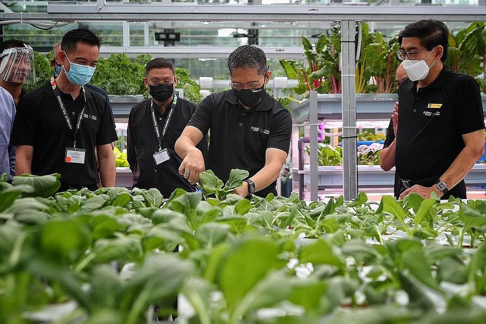 LATIHAN DALAM DUNIA SEBENAR: Dr Mohamad Maliki Osman (tengah) menuai sayur sawi yang ditanam di The Greenhouse di Politeknik Republic, yang akan menyediakan pengalaman dunia sebenar dalam melatih lebih 700 pelajarnya. - Foto BH oleh JASON QUAH