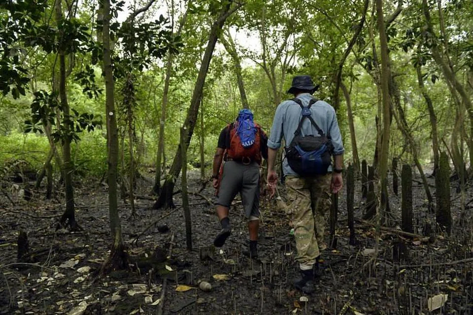 Tapak bakau atau mangrove di Mandai. Foto: FAIL