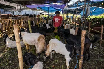 Seorang penjual ternakan memberi makan kepada kambing di sebuah pasar ternakan  pada 4 Jun 2025, menjelang perayaan Hari Raya Aidiladha di Surabaya, Indonesia. Di Singapura, pasaran penyedia haiwan korban kian rancak, dengan semakin ramai peniaga memasuki industri itu untuk menawarkan pilihan haiwan korban di pelbagai negara, seperti Indonesia, Sudan dan Uganda, pada harga berbeza-beza yang mengikut kemampuan sohibul.