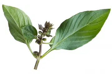 Bagai Daun-Daun Pokok