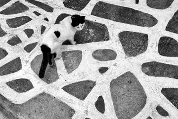 Sesetengah orang membela kucing tanpa mengetahui tentang pelbagai tanggungjawab yang perlu digalas.