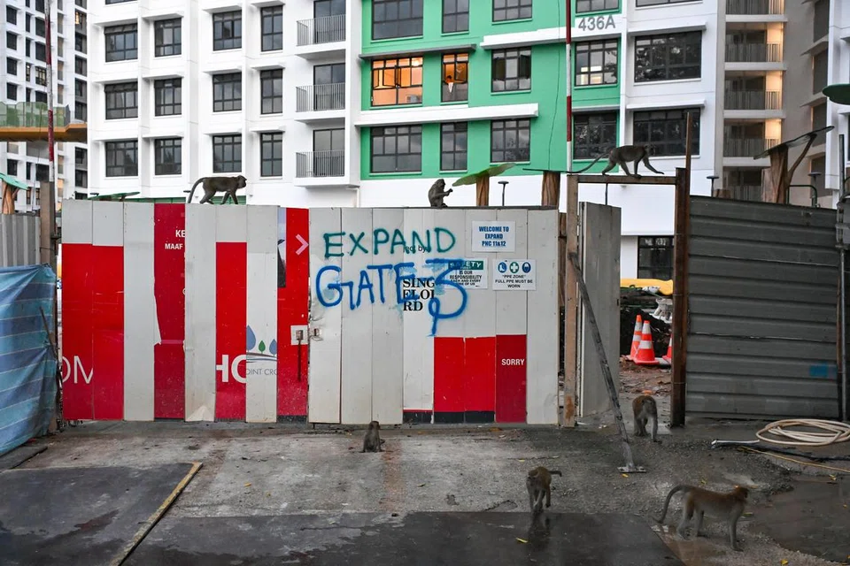 Menurut Lembaga Taman Negara (NParks), ia telah menerima 38 kes maklum balas berkaitan kehadiran monyet di sekitar Punggol Northshore.