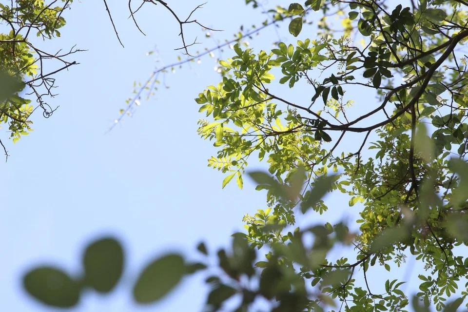 DITEMUI SEMULA: Satu-satunya pokok walnut asli Singapura, daripada spesies Engelhardia serrata, yang dianggap telah pupus, ditemui di Hutan Simpanan Tadahan Bahagian Tengah. 