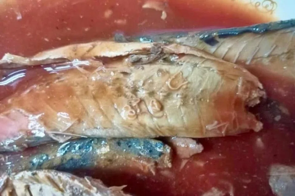 Cacing anisakis seperti yang dilihat dalam gambar boleh sebabkan jangkitan dengan gejala seperti muntah dan cirit-birit