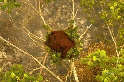 Seekor orang utan betina bernama Novita diselamatkan daripada kebakaran hutan di Borneo, Indonesia, selepas ditemukan berpaut pada sebatang pokok pada penghujung September lalu. Orang utan berusia antara tiga dengan empat tahun itu mengalami kecederaan melecur pada tangan dan kaki selepas meredah api untuk menyelamatkan diri. Novita kini menerima rawatan di Pusat Pemulihan Nyaru Menteng, Kalimantan Tengah, ketika kebakaran hutan terus mengancam habitat spesies terancam itu.