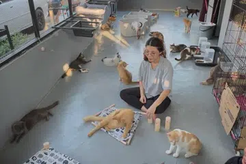 Warganegara Singapura, Cik Nur Amira Jumali, sedang mengumpul wang untuk membeli tanah sendiri di Johor Bahru bagi menyediakan tempat perlindungan lebih besar dan selesa bagi lebih 100 kucing jalanan yang di bawah jagaannya.