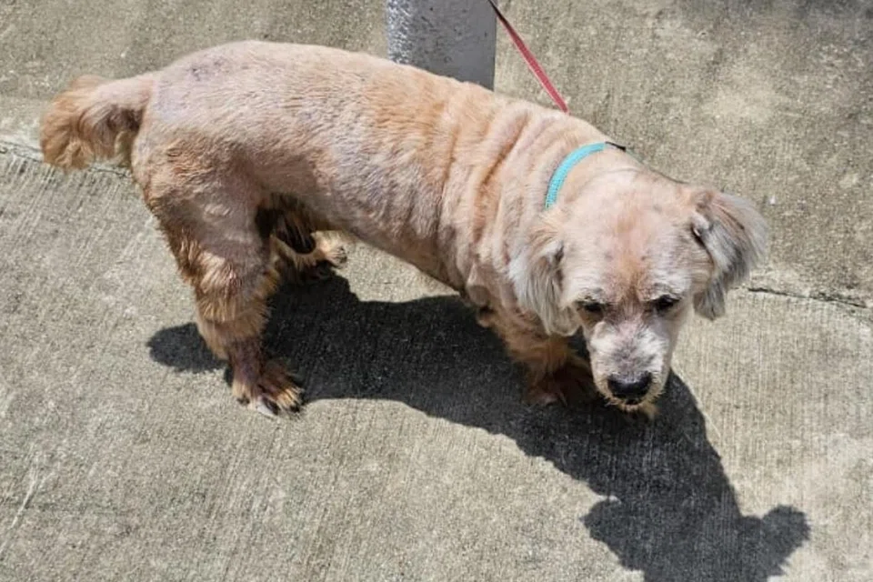 Anjing terbiar di bawah terik matahari sementara pemilik pergi makan tengah hari di kedai kopi berdekatan.