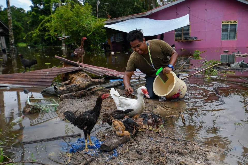SAYANGKAN TERNAKAN: Penduduk Encik Hazwan Sikhalon, 26 tahun, menyelamatkan sebahagian haiwan peliharaan selepas kawasan kediamannya digenangi air akibat cuaca hujan yang tidak menentu ketika tinjauan di Kampung Pandang Licin, Rantau Panjang pada 4 Disember. Hujan lebat sejak beberapa hari lalu menyebabkan  kawasan rendah di sekitar Rantau Panjang dinaiki air.
