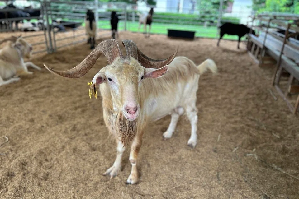 Kambing daripada baka ‘Saanen’ yang terdapat di Osman Goat Farm.