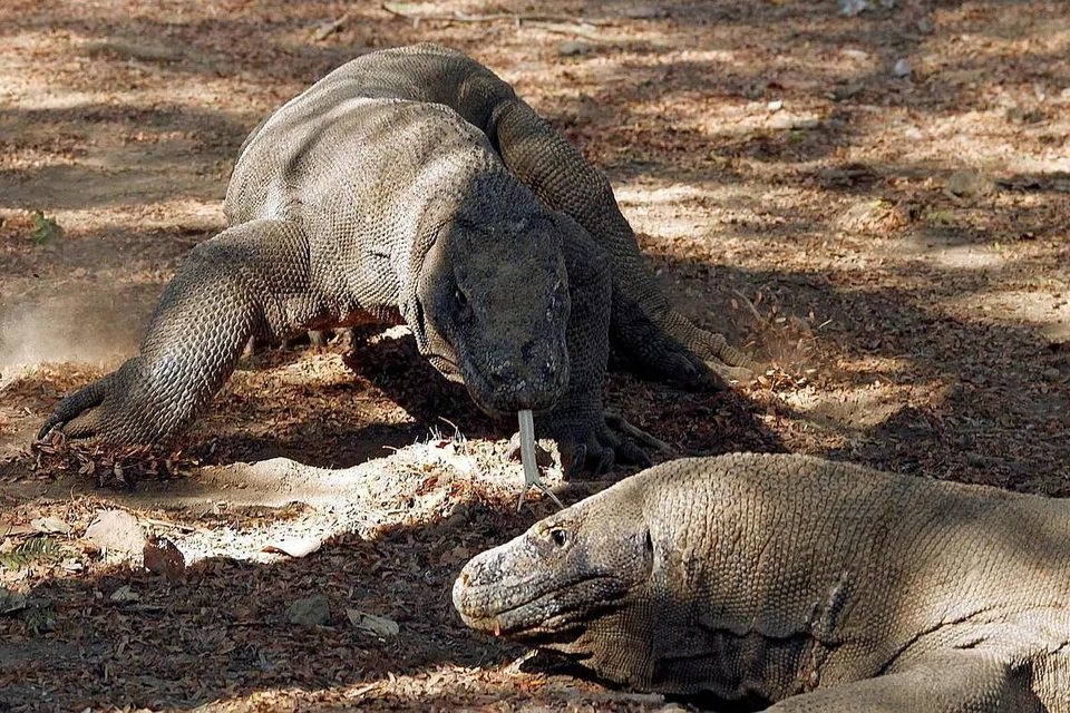AKAN DIBUKA SEMULA SELEPAS SETAHUN: Pulau Komodo menempatkan kira-kira 2,300 biawak komodo yang boleh membesar sehingga tiga meter panjang dan mencapai berat sehingga 90 kilogram. - Foto REUTERS