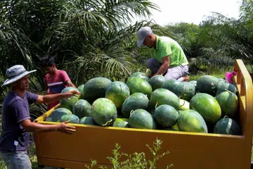 musim panas, peniaga, M’sia