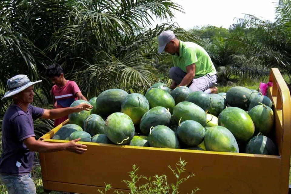 musim panas, peniaga, M’sia