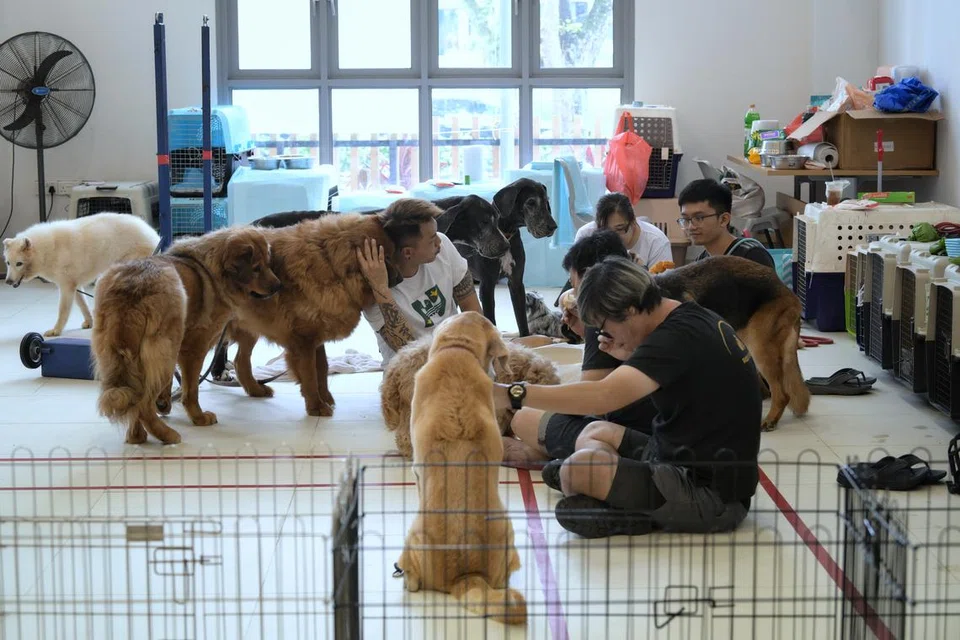 HAIWAN PELIHARAAN TERJEJAS: Antara yang terjejas juga ialah 25 ekor anjing daripada Rock N Ruff, sebuah pusat yang menawarkan kemudahan asrama dan penjagaan untuk anjing. 