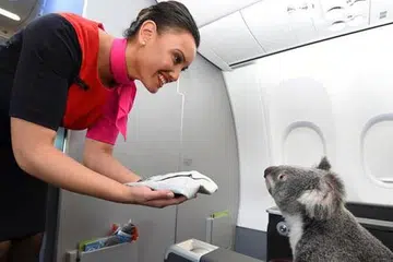 PENUMPANG ISTIMEWA: Koala dari Australia ini diterbangkan dari Brisbane ke Singapura dengan menaiki pesawat Qantas. - Foto QANTAS