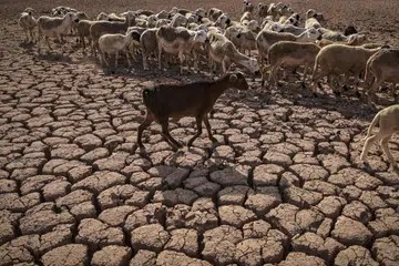 Sekawan biri-biri melintasi tanah retak di kawasan empangan al-Massira di kampung Ouled Essi Masseoud, sekitar 140 kilometer di selatan ibu kota Maghribi, Casablanca, yang dirakam pada 8 Ogos 2022, ketika negara itu menghadapi kemarau terburuk dalam tempoh sekurang-kurangnya empat dekad.