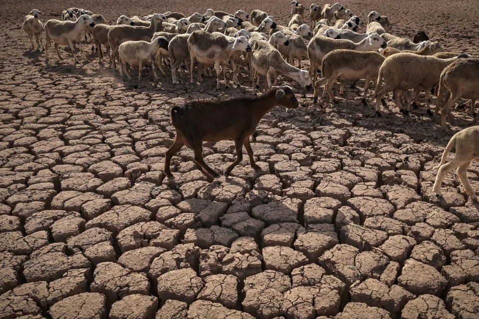 Sekawan biri-biri melintasi tanah retak di kawasan empangan al-Massira di kampung Ouled Essi Masseoud, sekitar 140 kilometer di selatan ibu kota Maghribi, Casablanca, yang dirakam pada 8 Ogos 2022, ketika negara itu menghadapi kemarau terburuk dalam tempoh sekurang-kurangnya empat dekad.