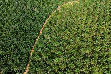 Pemandangan dron ladang kelapa sawit koperasi Melati Hanjalipan di Kampung Hanjalipan, Kotawaringin Timur, wilayah Kalimantan Tengah, Indonesia, pada 22 Julai 2025. 