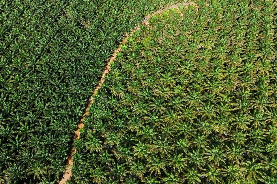 Pemandangan dron ladang kelapa sawit koperasi Melati Hanjalipan di Kampung Hanjalipan, Kotawaringin Timur, wilayah Kalimantan Tengah, Indonesia, pada 22 Julai 2025. 