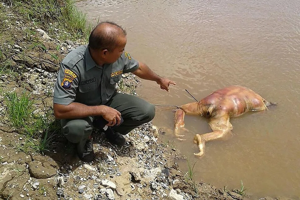 KORBAN KONFLIK DENGAN MANUSIA: Seorang aktivis Yayasan Penakatan Orang Hutan Borneo (BOS) menunjukkan bangkai orang hutan yang ditemui tanpa kepala di Sungai Barito, juga Kalimantan. - Foto AFP