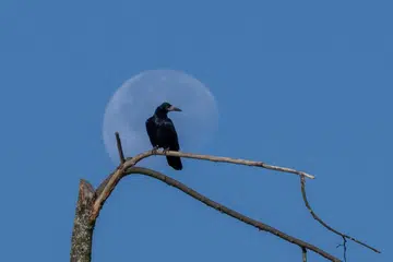 Seekor burung bertahan di dahan kering berlatarkan bulan.