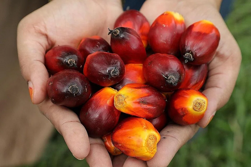 BANYAK GUNA BANYAK KONTROVERSI: Bahan minyak sawit merupakan ramuan utama dalam pelbagai produk daripada makanan kepada kosmetik tetapi ia telah lama menjadi kontroversi. - Foto REUTERS