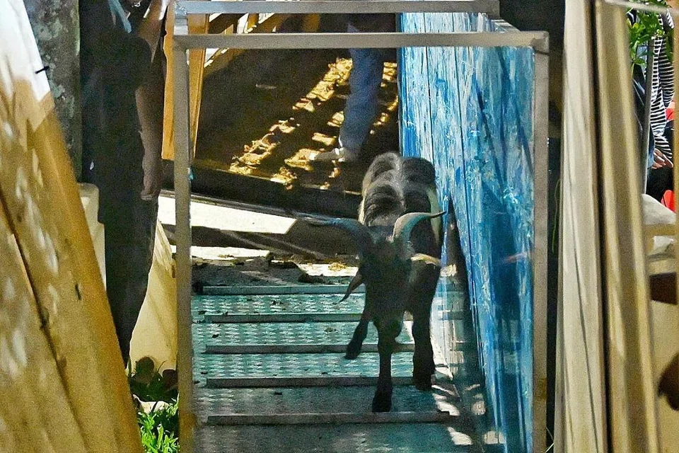 Seekor kambing dalam perjalanan dari palet ke kandang bersebelahan dengan Masjid Al-Istighfar pada dinihari 26 Mei.