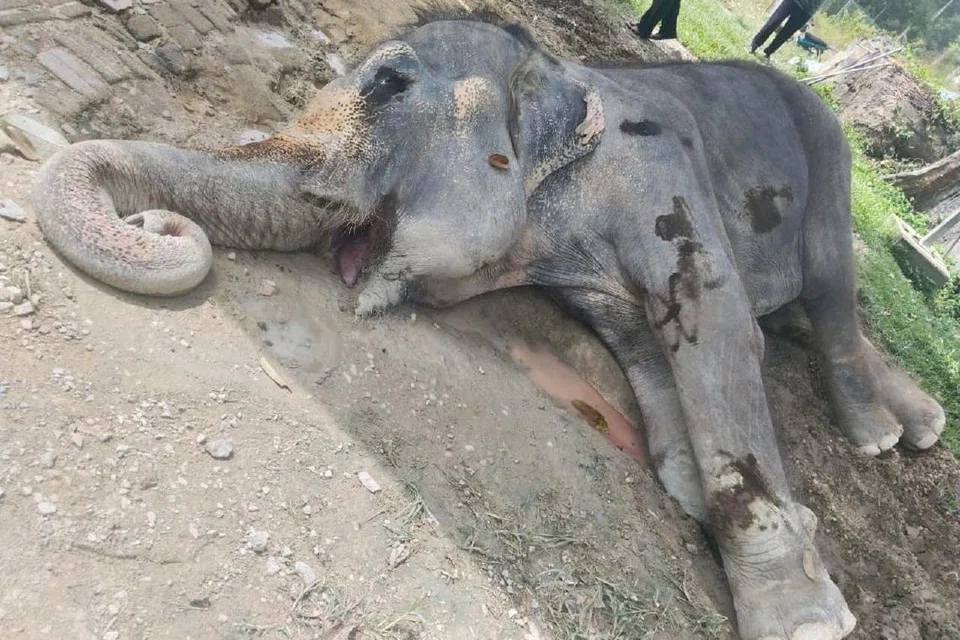 GAJAH TERTUA MATI: Haiwan betina, 86 tahun, itu dibawa masuk ke Malaysia dari Assam, India pada 27 Jun 1974, mati kerana sakit tua.