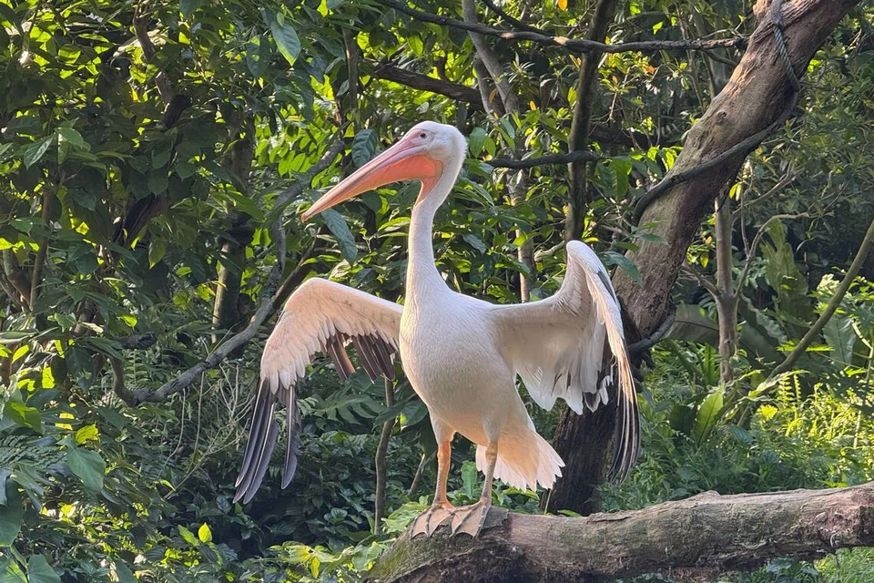 Sebagai sebahagian pakej dua hari dan satu malam, penginap Colugo Camp berpeluang untuk memasuk Taman Haiwan Singapura, Safari Malam dan River Wonders secara percuma, dan menikmati pelbagai haiwan di sana.