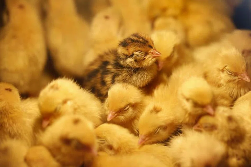 SATU LADANG TERNAKAN TERJEJAS: Virus selesema burung itu dikesan di perbandaran Jaen di wilayah Nueva Ecija di mana sekitar 1,500 ekor puyuh telah mati di satu ladang ternakan sahaja.