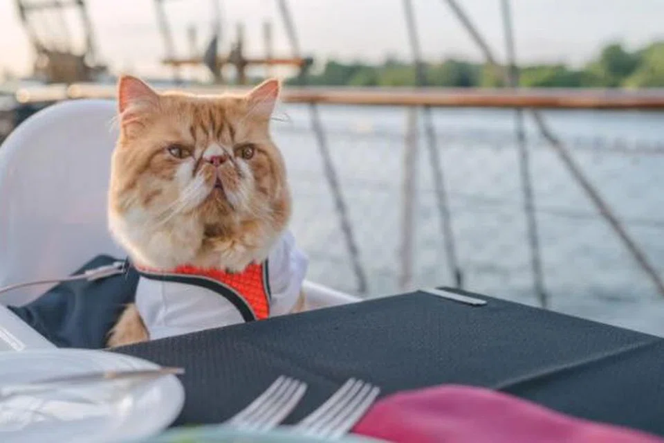 PENGALAMAN UNIK: Kucing dapat menikmati pemandangan laut di Royal Albatross. 