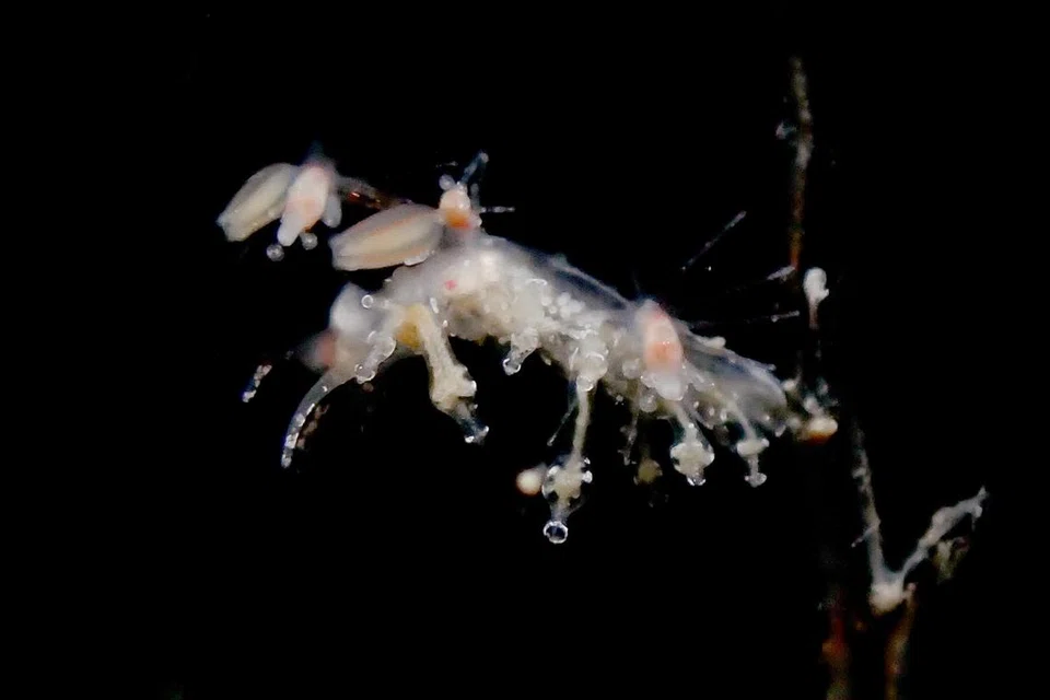LINTAH MALAM: Lintah laut daripada spesies Myja longicornis yang aktif pada waktu malam atau nokturnal, turut ditemui di perairan Pulau Hantu. 