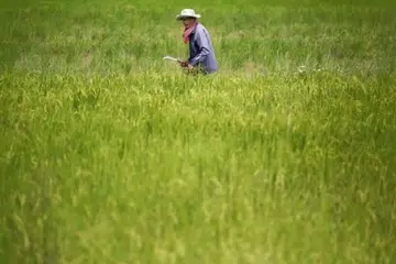 Memorandum Kerjasama, Kemboja, Singapura, beras, perjanjian
