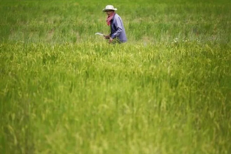 Memorandum Kerjasama, Kemboja, Singapura, beras, perjanjian