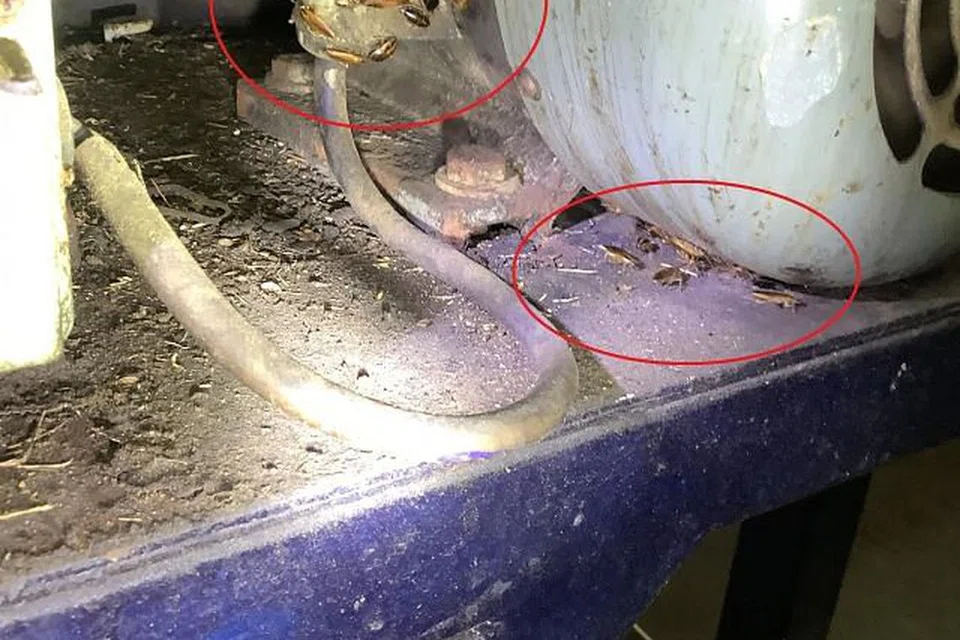 Lipas dan tanda serangan tikus dikesan di kawasan pemprosesan makanan.