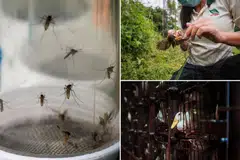 Lembaga Taman Negara (NParks) mengundang cadangan penyelidikan yang bertujuan mengukuhkan Singapura daripada wabak penyakit  zoonosis iaitu penyakit haiwan yang boleh menular kepada manusia.