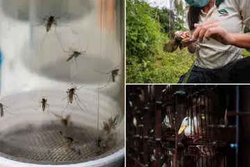 Lembaga Taman Negara (NParks) mengundang cadangan penyelidikan yang bertujuan mengukuhkan Singapura daripada wabak penyakit  zoonosis iaitu penyakit haiwan yang boleh menular kepada manusia.
