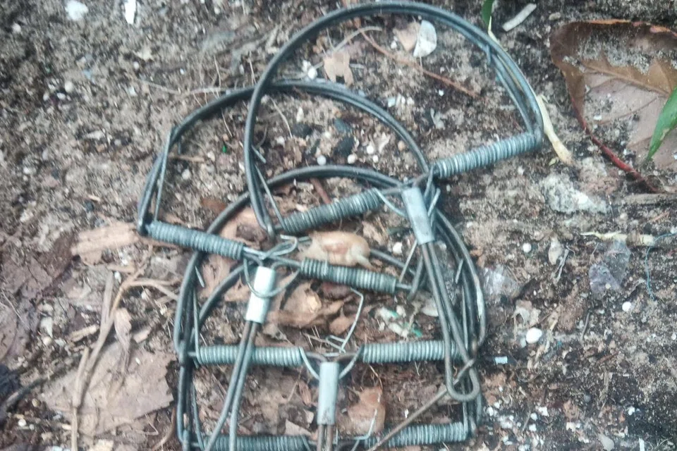 TANGKAP HAIWAN: Perangkap haiwan haram yang dipercayai diletakkan di Taman Pasir Ris.