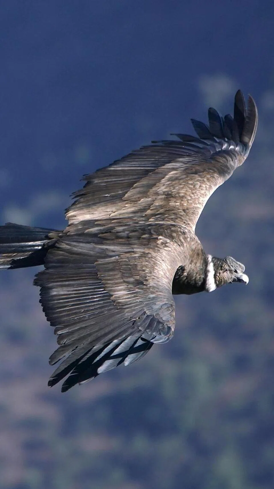 Burung ‘Andean condor’.