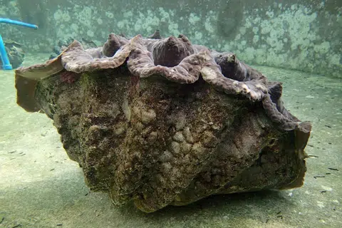 Sejenis kerang gergasi, ‘Tridacna gigas’, yang mempunyai berat lebih 200 kilogram dan membesar sehingga lebih satu meter telah diisytiharkan pupus di Singapura.