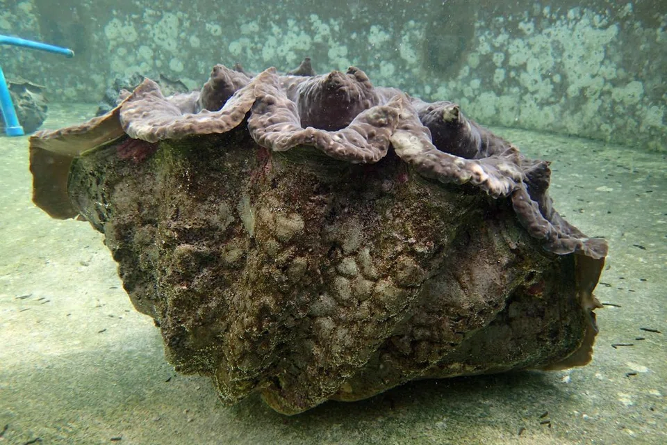 Sejenis kerang gergasi, ‘Tridacna gigas’, yang mempunyai berat lebih 200 kilogram dan membesar sehingga lebih satu meter telah diisytiharkan pupus di Singapura.