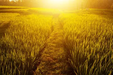 Keindahan sawah padi di Bali. (foto hiasan)