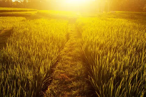 Keindahan sawah padi di Bali. (foto hiasan)