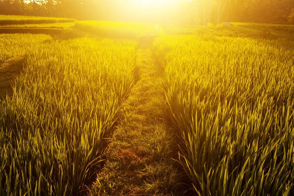 Keindahan sawah padi di Bali. (foto hiasan)