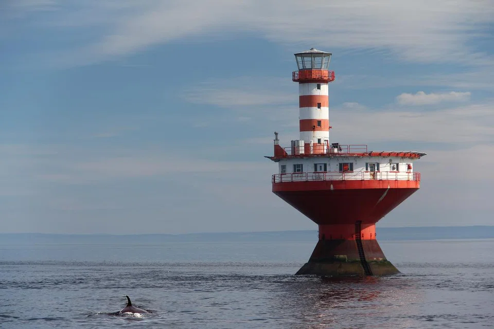 Pengunjung yang ke Tadoussac, Canada, boleh lihat ikan paus hijrah.