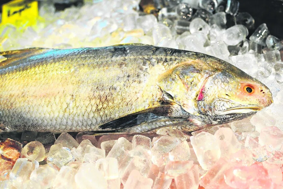Ikan Kurau. 