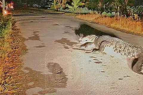 KEJUTKAN PENDUDUK: Seekor buaya sepanjang kira-kira 4.5 meter ditemui berkeliaran di jalan menuju ke perkampungan masyarakat Iban berhampiran Rumah Panjang Mancha Tawang Hulu, Sri Aman, Sarawak, kelmarin. - Foto UTUSAN MALAYSIA