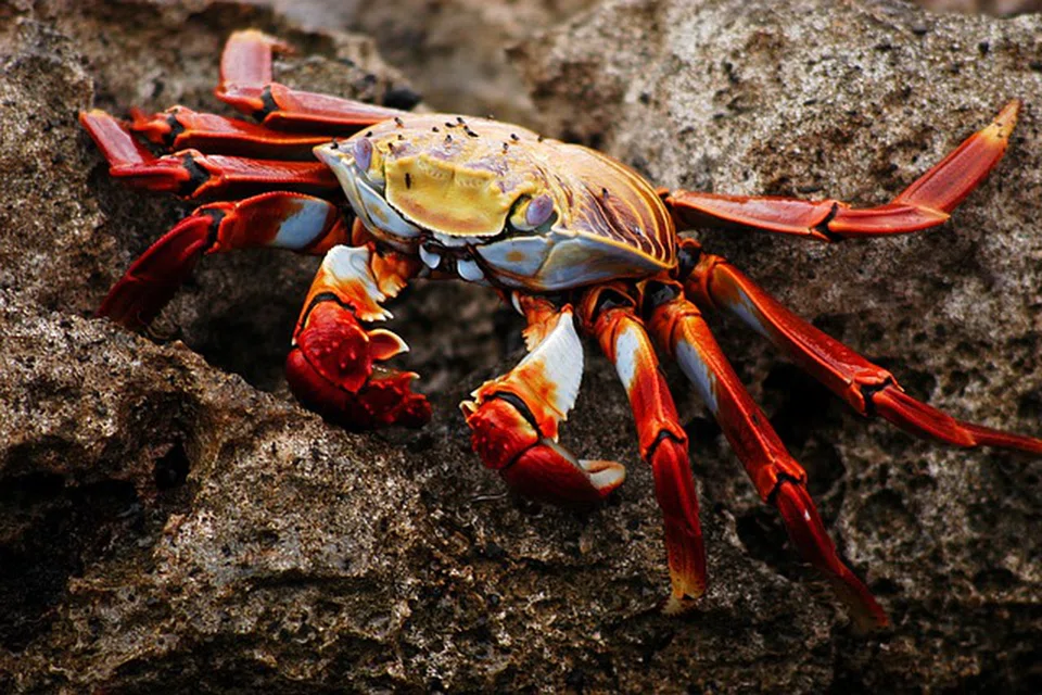 KETAM PERSIS KERJA SENI: Ketam berwarna unik ini boleh anda temui di tepian lautan Galapagos Islands.