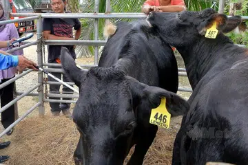 Malaysia, korban, haiwan, Aidiladha