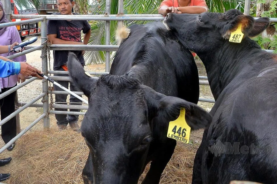 Malaysia, korban, haiwan, Aidiladha